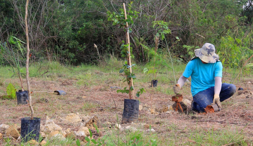 Semae planta mais de mil árvores no Parque Leon Feffer; Cetesb aprova compensação ambiental